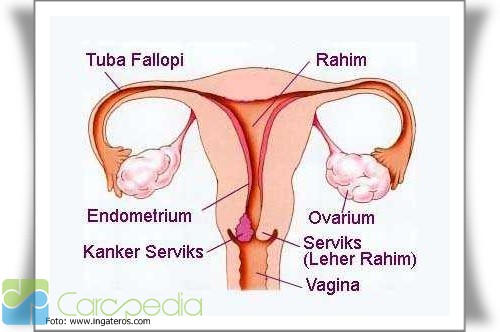 Gambar alat reproduksi wanita beserta penjelasannya
